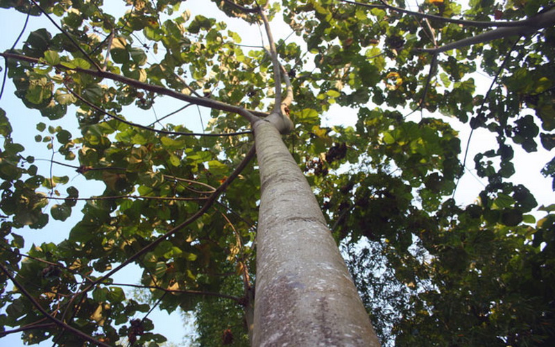 дерево Бальса