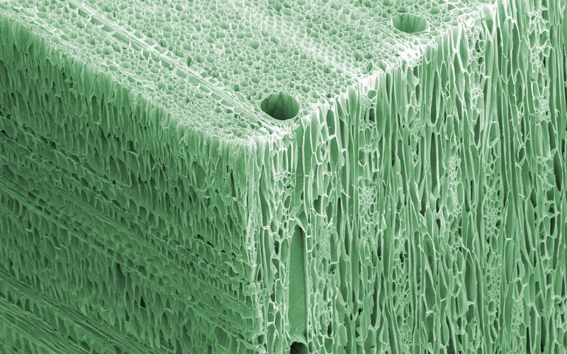 Волокна дерева Бальса под микроскопом